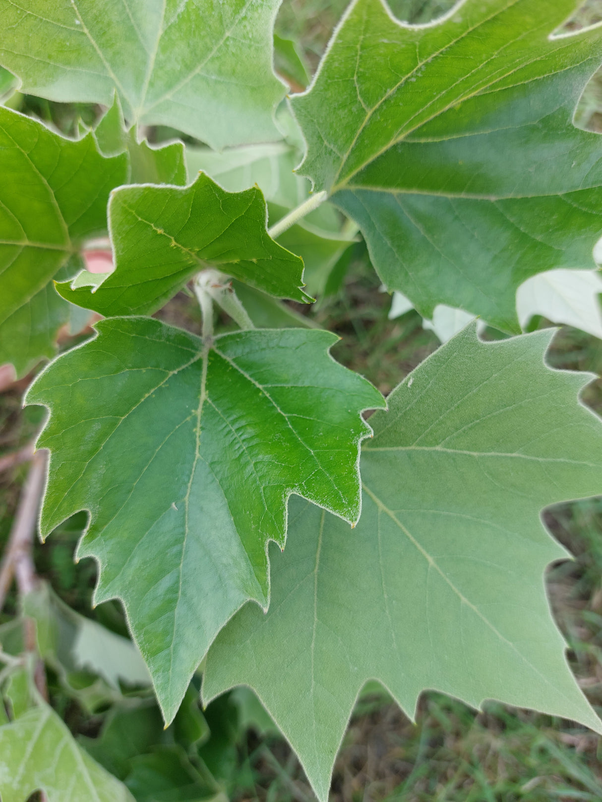Platanus hispanica 'Pyramidalis' Pyramiden-Platane