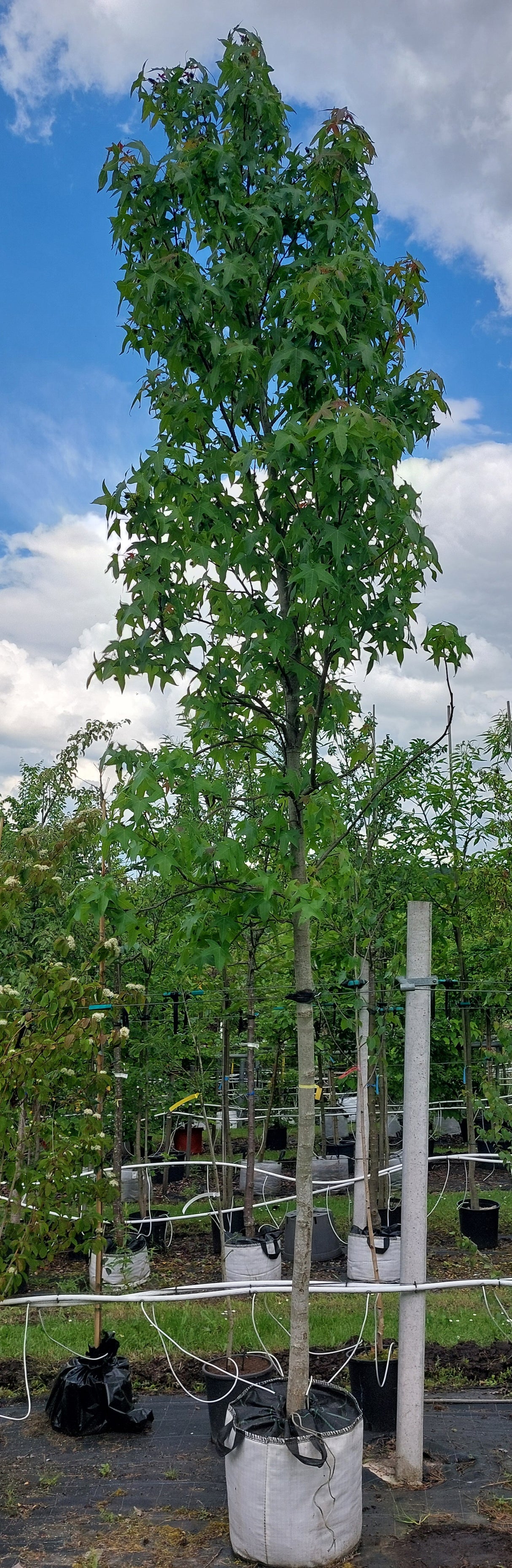 Liquidambar styraciflua 'Palo Alto' Amberbaum 'Palo Alto'