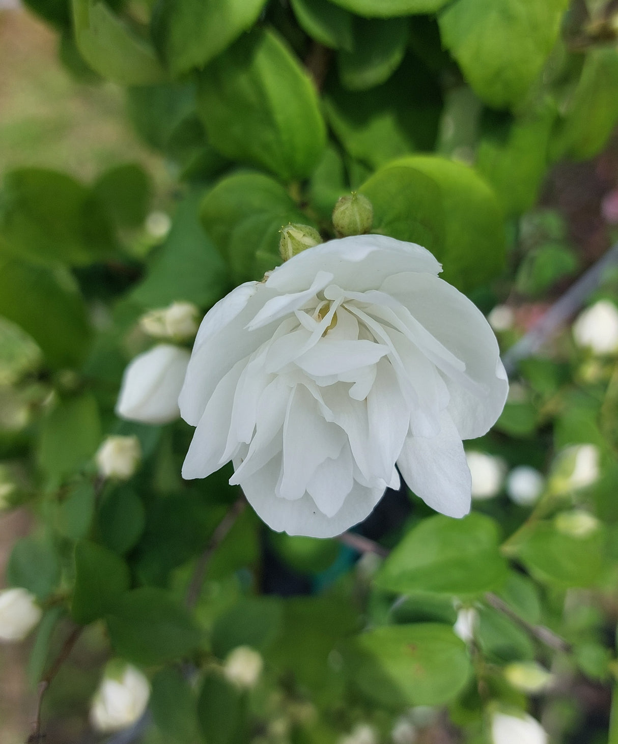 Philadelphus coronarius Duftend.Bauernjasmin