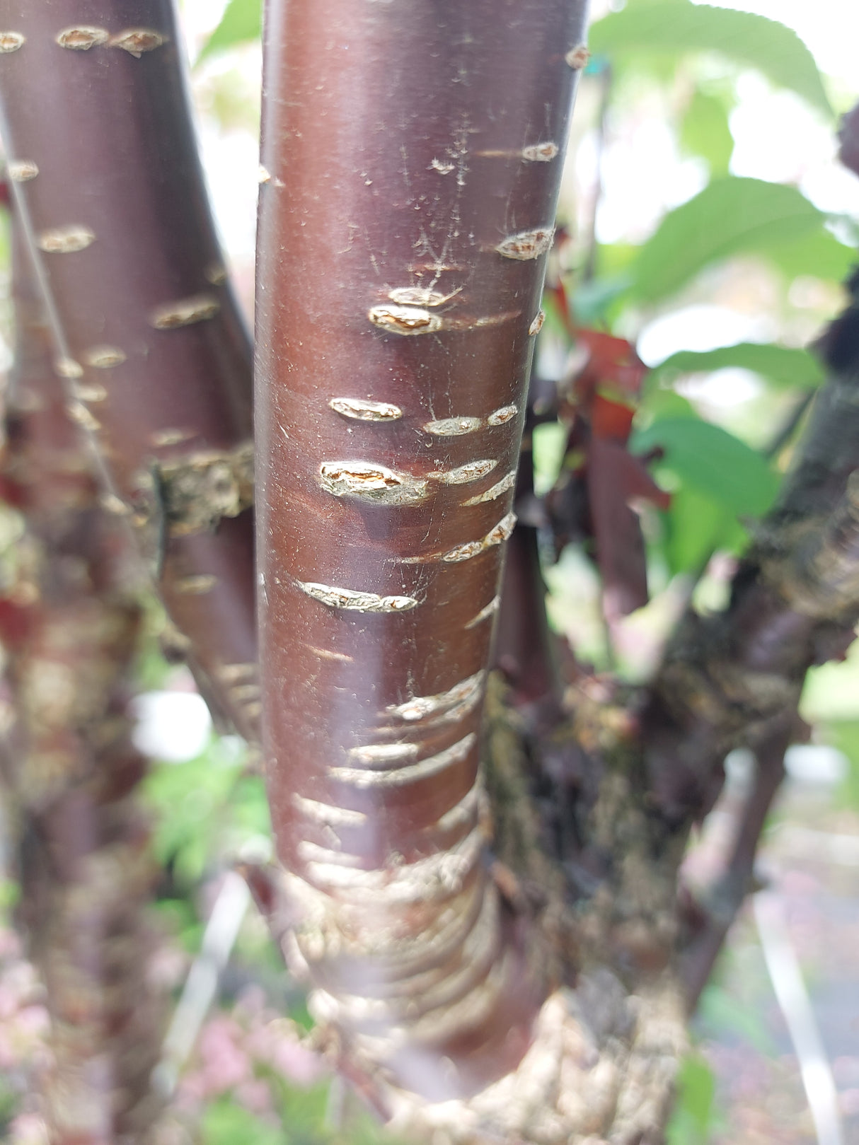 Prunus serrula Tibetanische Bergkirsche