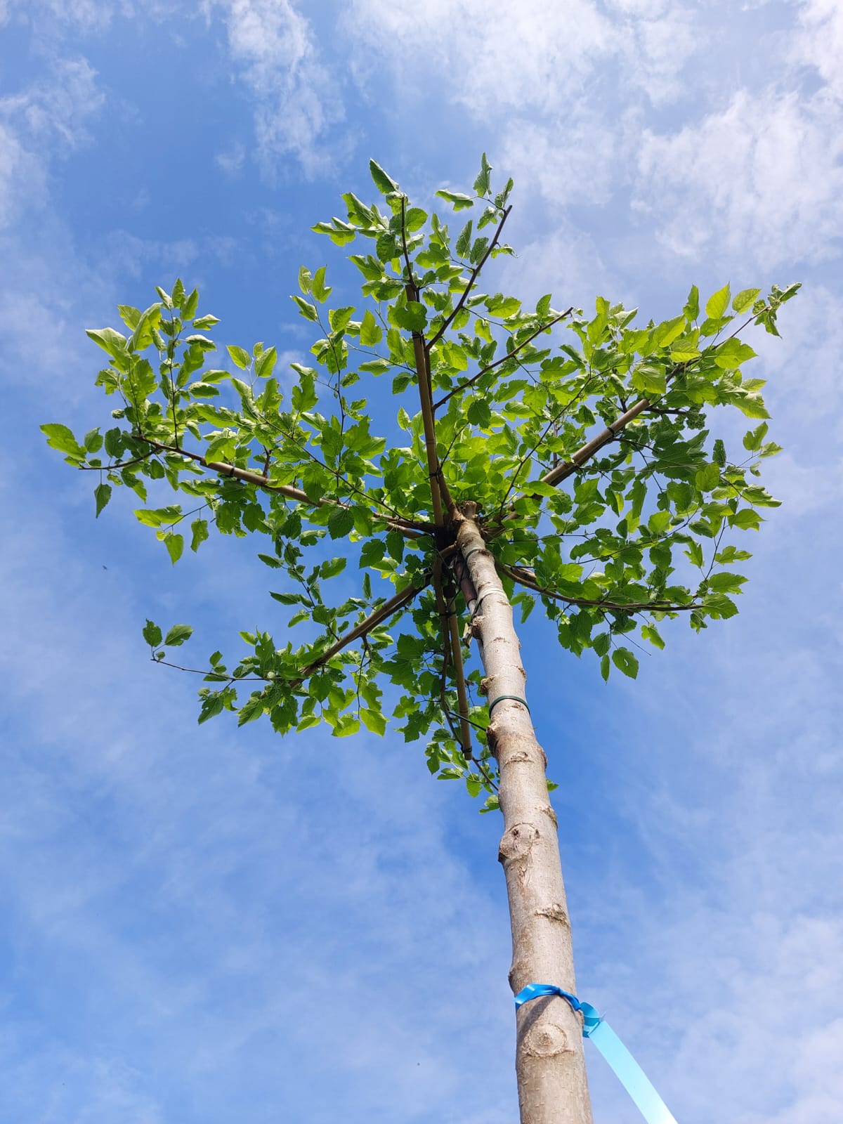 Morus alba Weiße Maulbeere