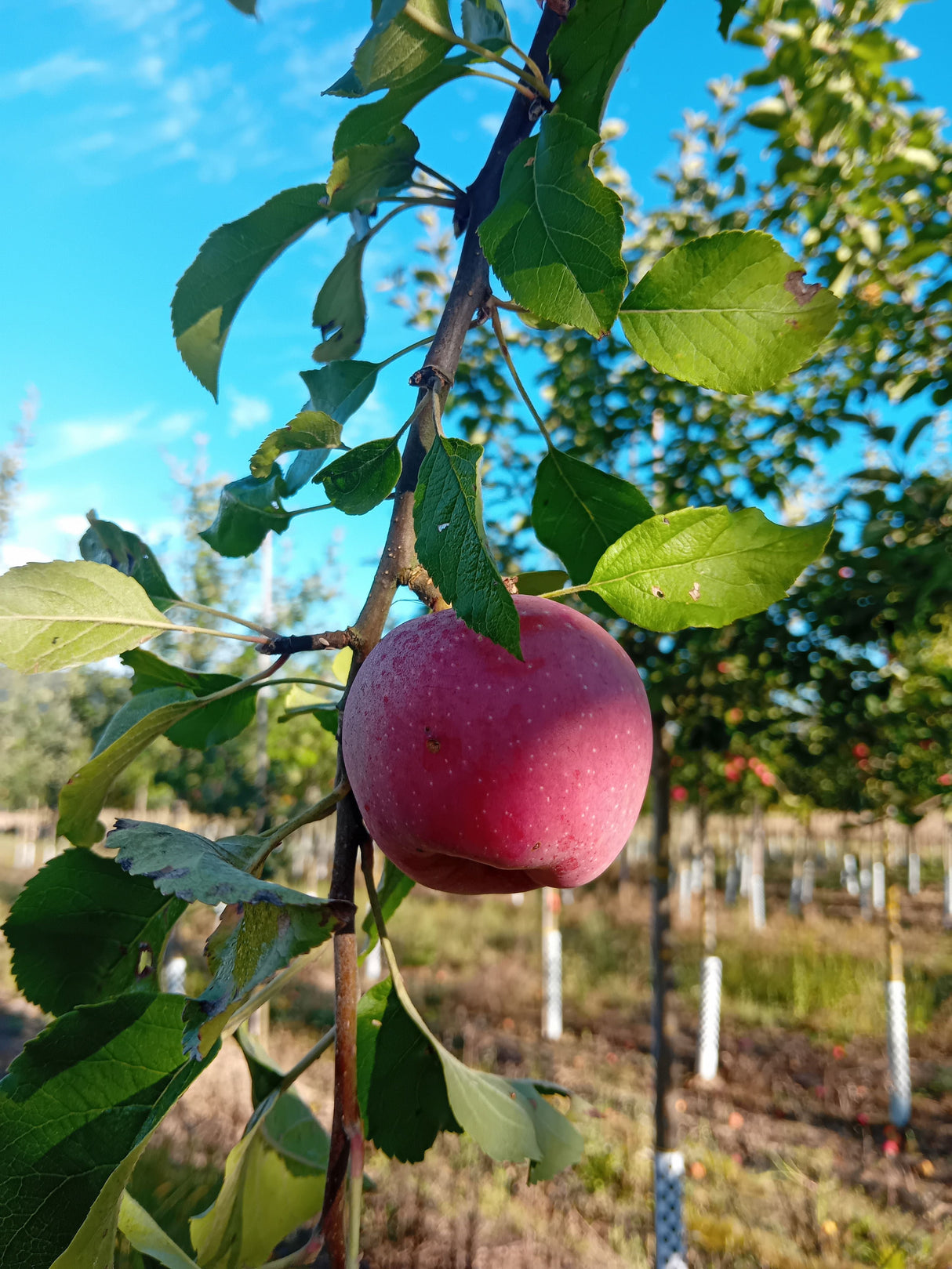 Malus 'Florina' CAC Apfel 'Florina'