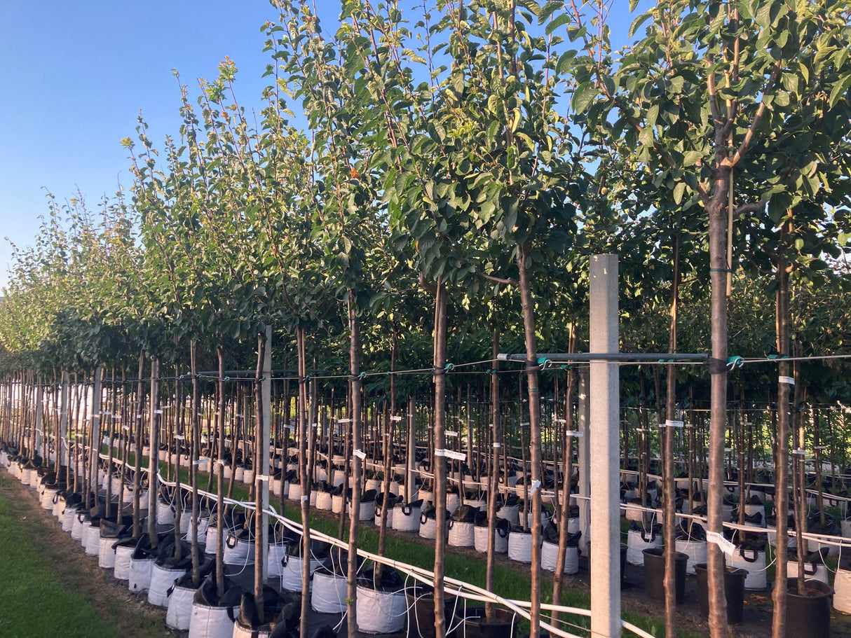 Prunus dom.'Tegera' -S- CAC Zwetsche 'Tegera' -S-