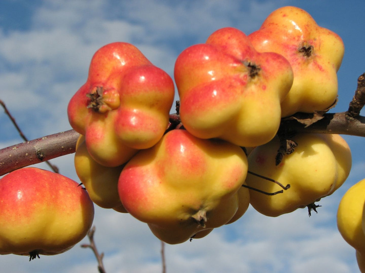 Malus 'Apistar' -R- CAC Apfel 'Apistar' -R-