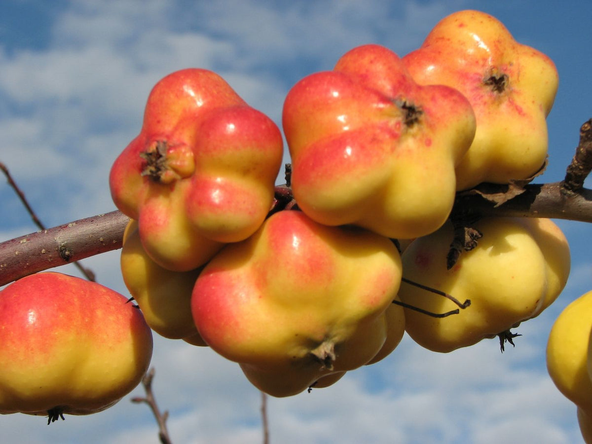 Malus 'Apistar' -R- CAC Apfel 'Apistar' -R-
