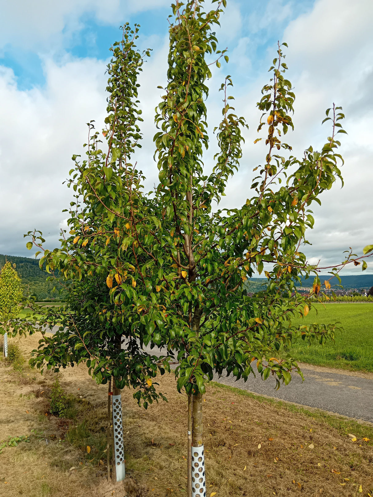 Pyrus com.'Bunte Julibirne' CAC Birne 'Bunte Julibirne' früh