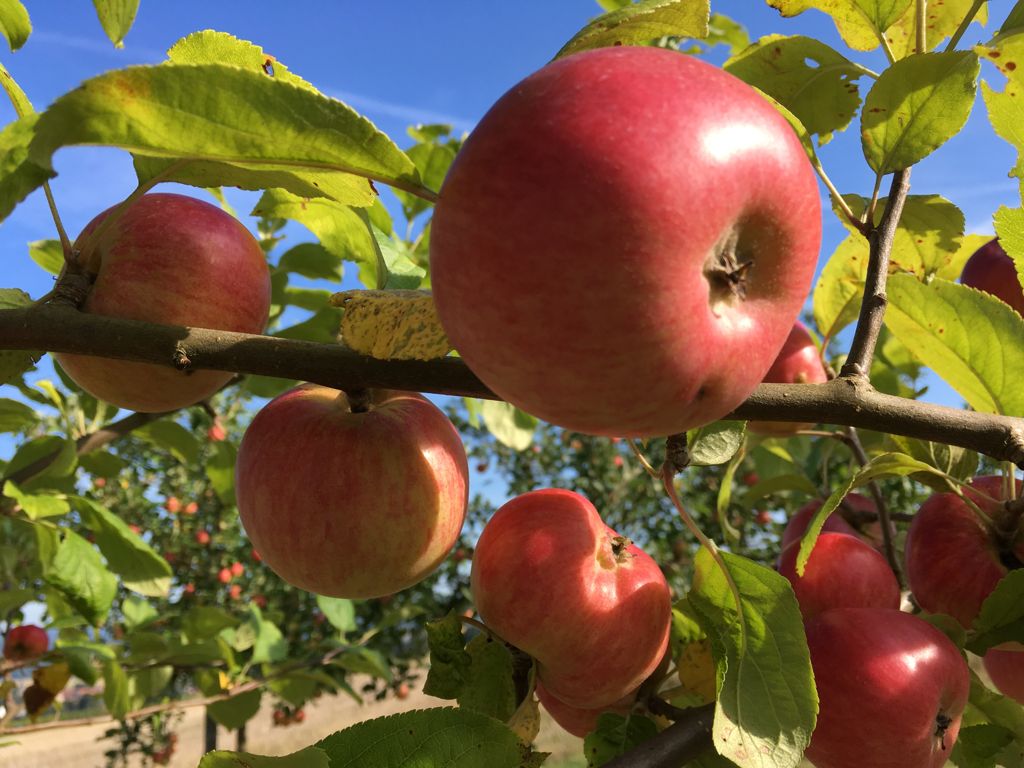 Malus 'Jakob Fischer' CAC Apfel 'Jakob Fischer' mittel