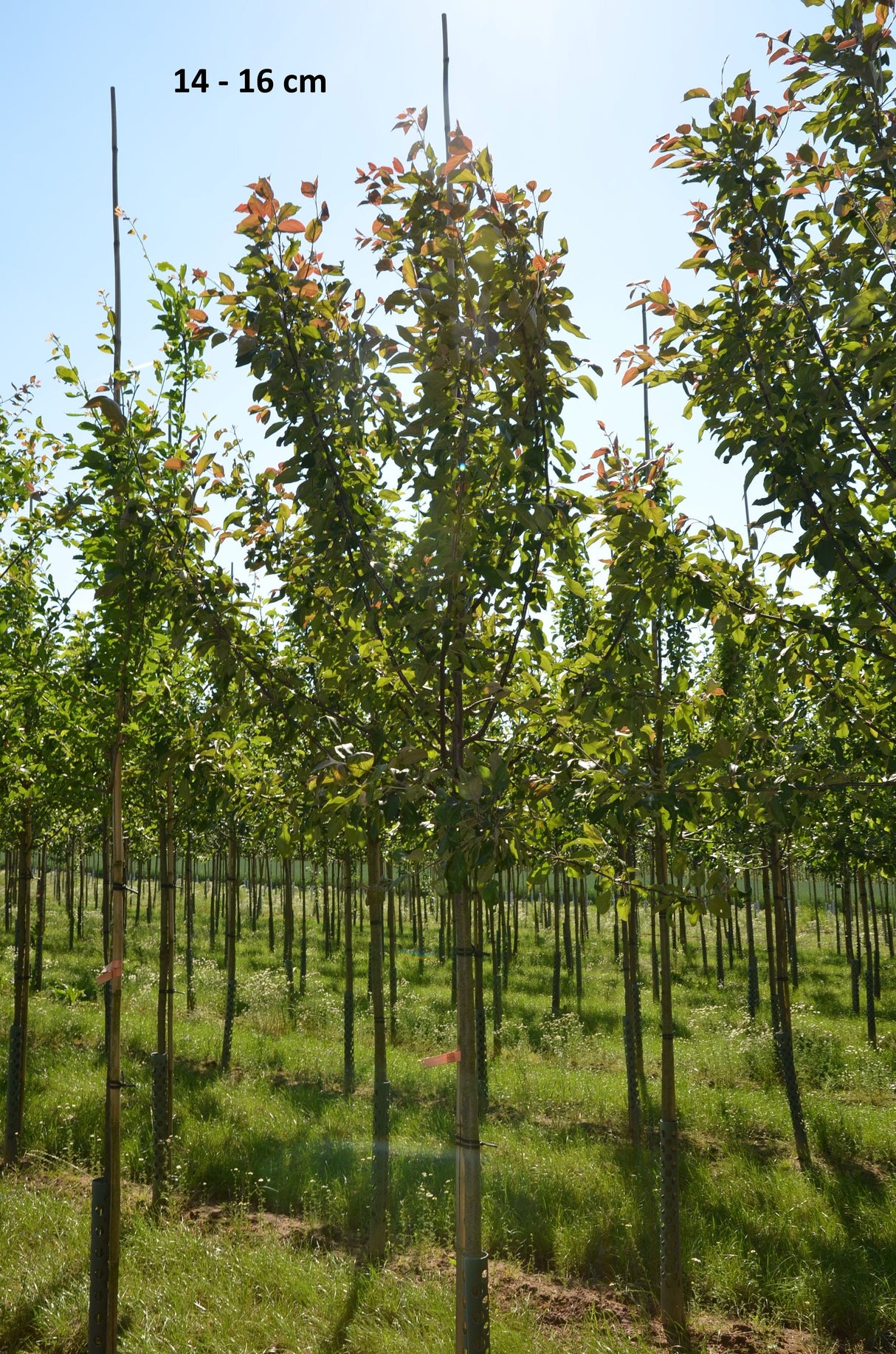 Malus 'Geneva' CAC Apfel 'Geneva'