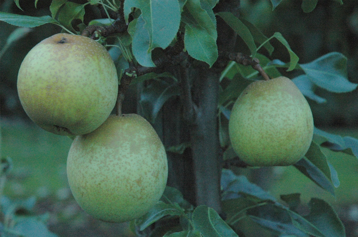 Pyrus com.'Benita' CAC Birne 'Benita'