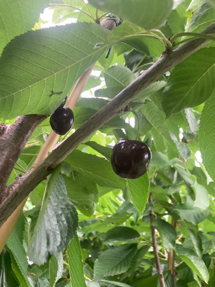 Prunus av.'Kamala' -S- CAC Süßkirsche 'Kamala' -S-