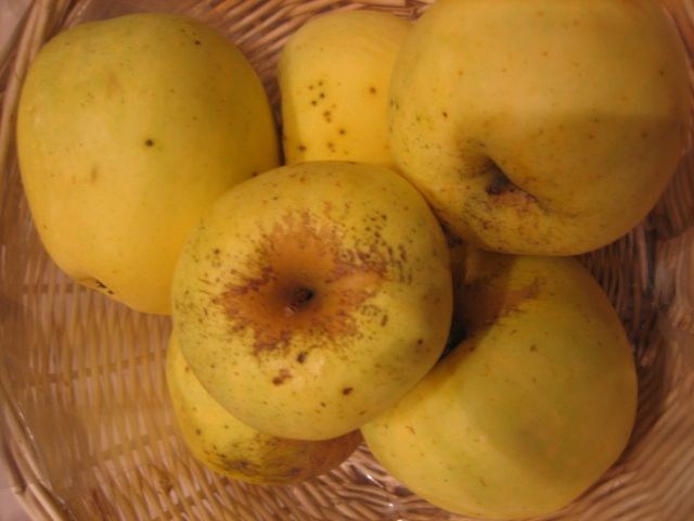 Malus 'Gelber Richard' CAC Apfel 'Gelber Richard' mittel