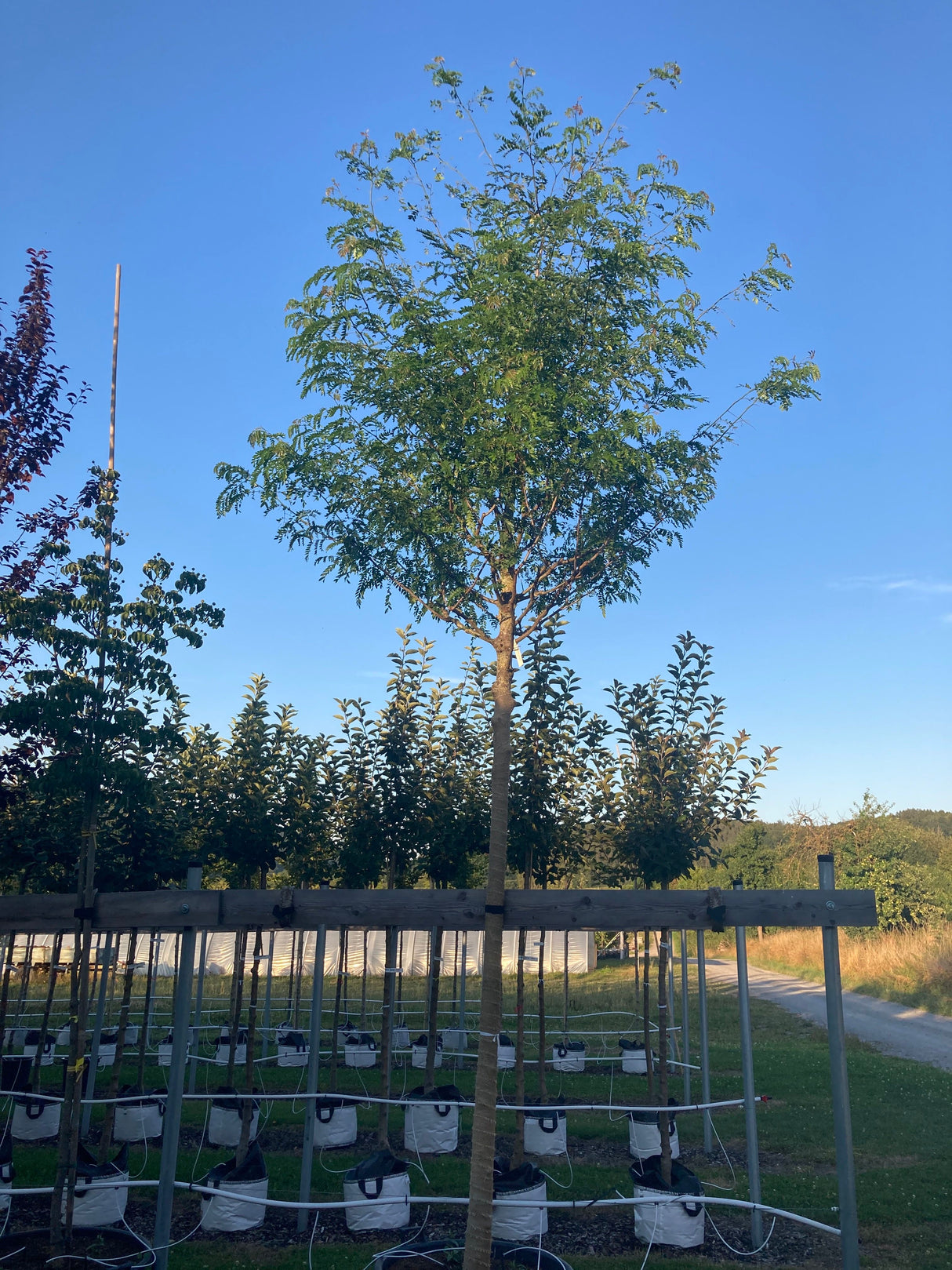 Gleditsia triacanthos Lederhülsenbaum