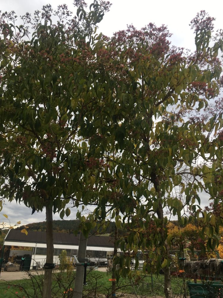 Heptacodium miconioides Heptacodium
