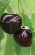 Prunus av.'Braunauer' CAC Süßkirsche 'Braunauer'