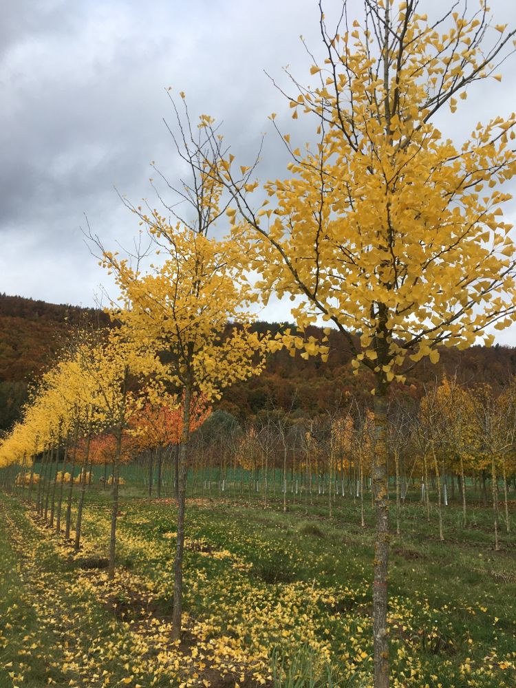 Ginkgo biloba 'Fastigiata' Säulen-Fächerblattbaum
