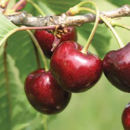 Prunus av.'Grolls Schwarze' CAC Süßkirsche 'Grolls Schwarze' 6.KW