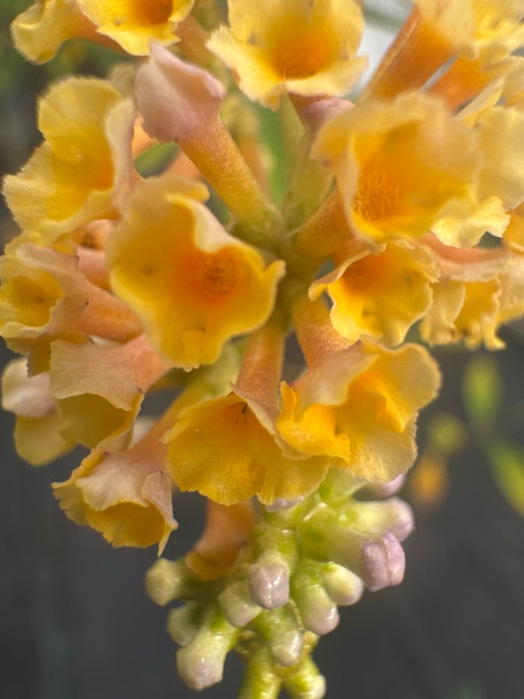 Buddleja weyeriana 'Sungold' Sommerflieder 'Sungold'