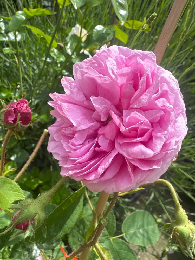 Rosa centif.'Lippoldsberg' STR Strauchrose 'Lippoldsberg'