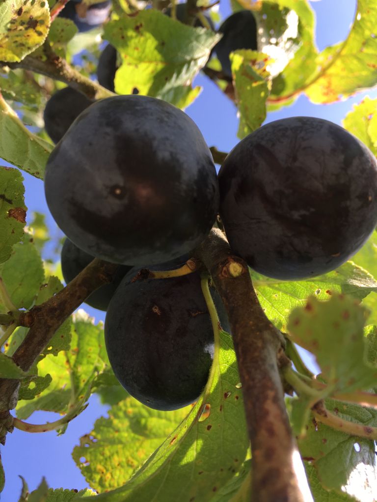 Prunus dom.'The Czar' CAC Pflaume 'The Czar' mittelfrüh