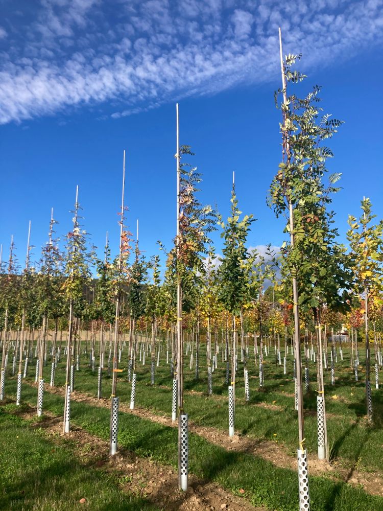Sorbus aucuparia 'Edulis' Eßbare Eberesche