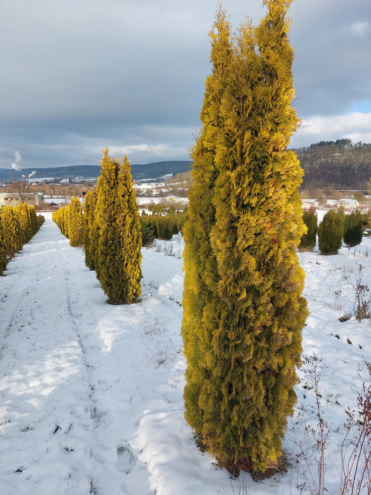 Thuja occidentalis 'Jantar' Lebensbaum 'Jantar'