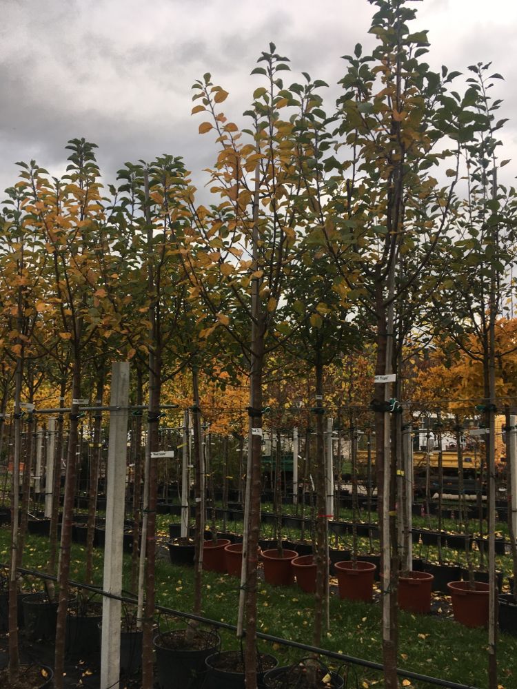 Malus 'Red Topaz' -S- CAC Apfel 'Red Topaz' -S-