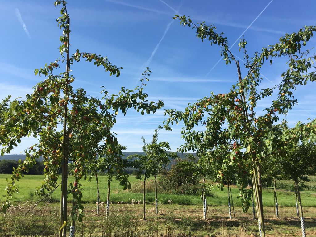 Prunus dom.'Königin Viktoria' CAC Pflaume 'Königin Viktoria' mittelspät