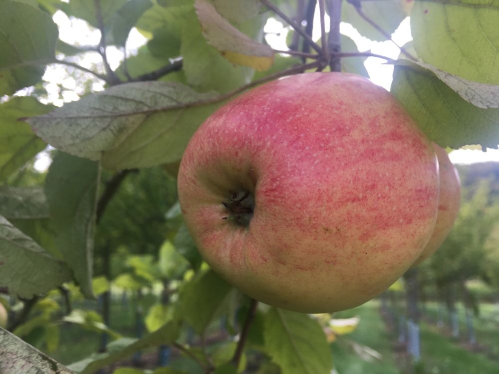 Malus 'Altländer Pfannkuchenapfel' CAC Apfel 'Altländer Pfannkuchenapfel' spät