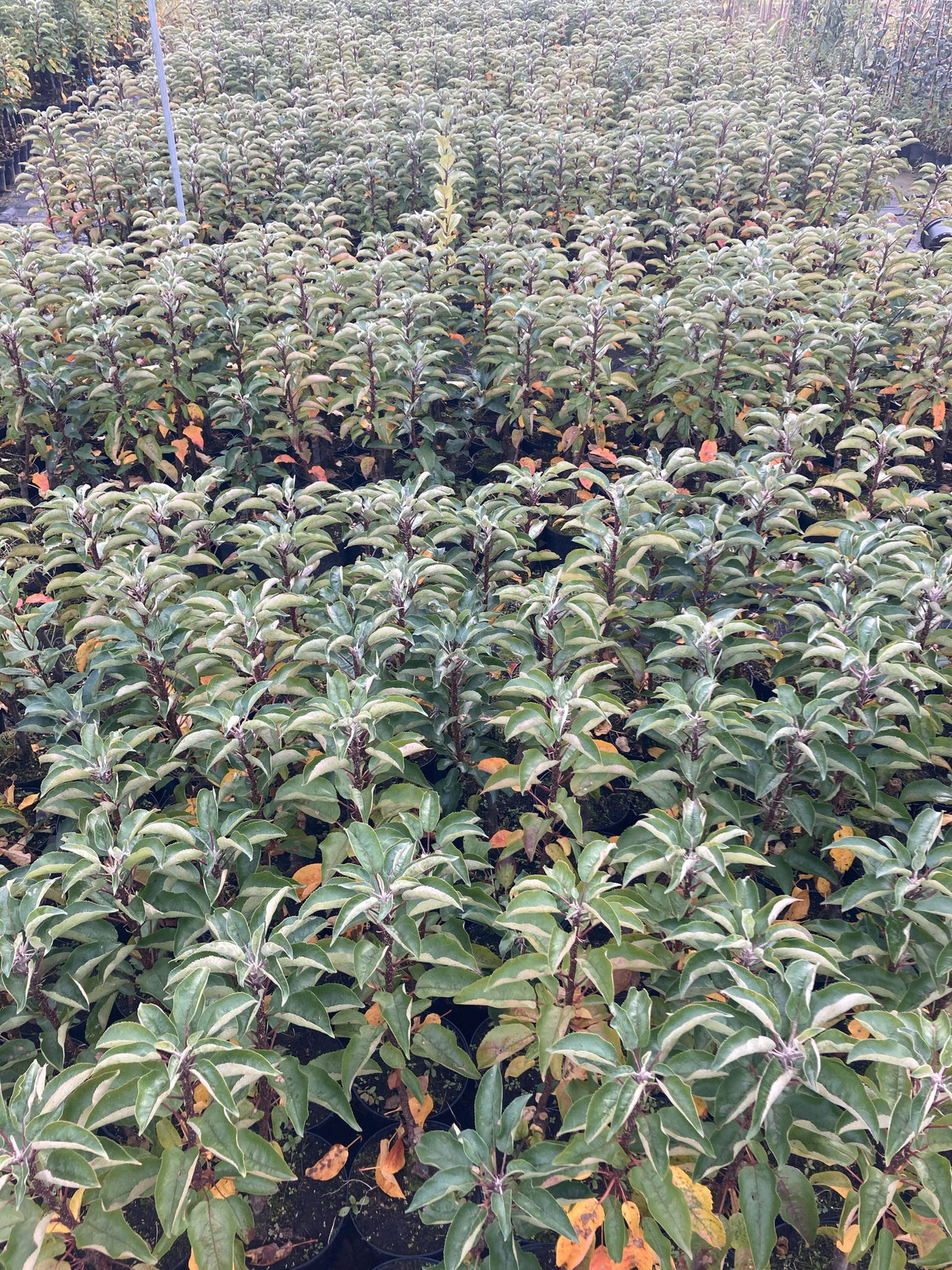 Malus 'Campanilo' -R- secundo CAC Säulenapfel 'Campanilo' -R- secundo