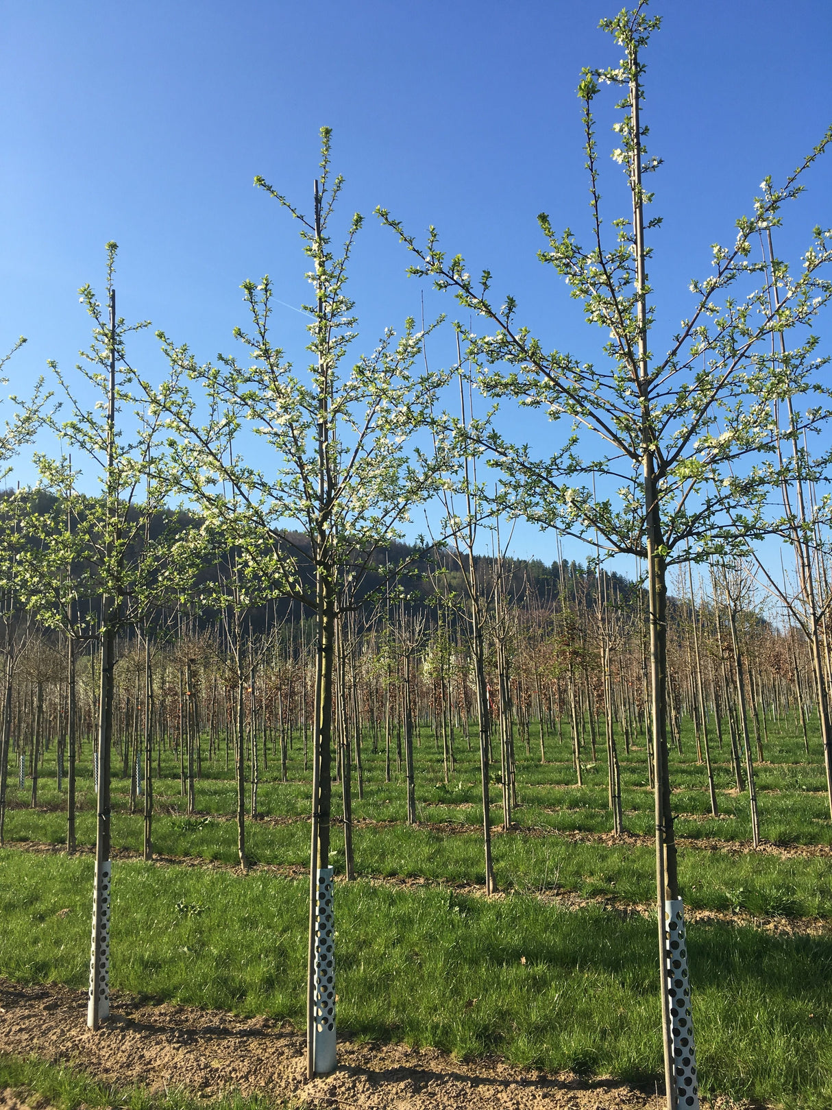 Prunus syr.'Bellamira' -S- CAC Mirabelle 'Bellamira' -S-