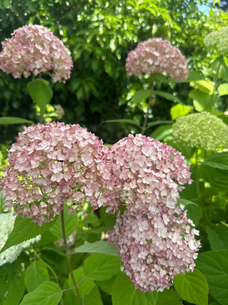 Hydrangea arbor.'Candybelle' -R- Bubblegum Ballhortensie 'Candybelle' -R- Bubblegum