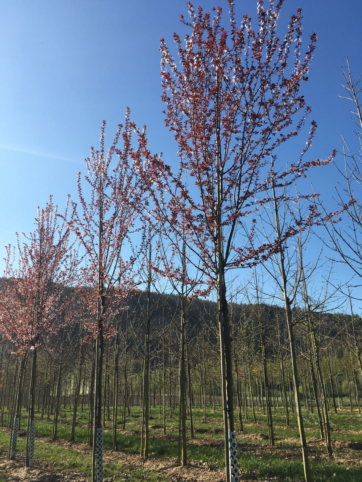 Prunus cerasifera 'Nigra' Blutpflaume