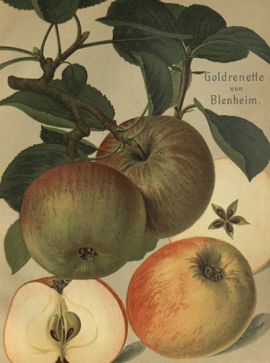 Malus 'Goldrenette von Blenheim' CAC Apfel 'Goldrenette von Blenheim' mittel