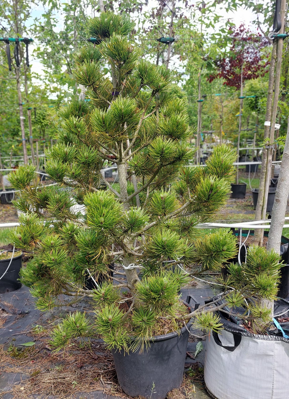 Pinus sylvestris Kiefer