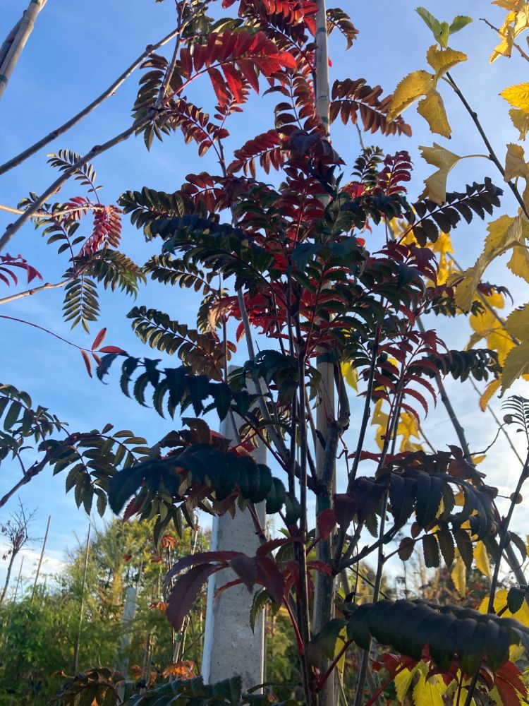Sorbus 'Joseph Rock' Eberesche 'Joseph Rock'
