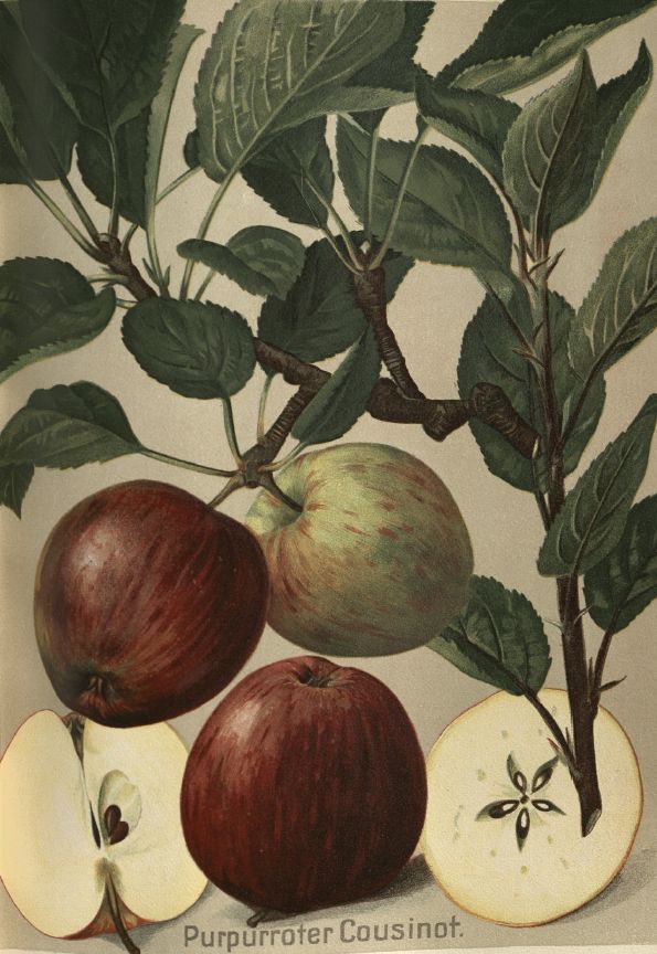 Malus 'Purpurroter Cousinot' CAC Apfel 'Purpurroter Cousinot' spät