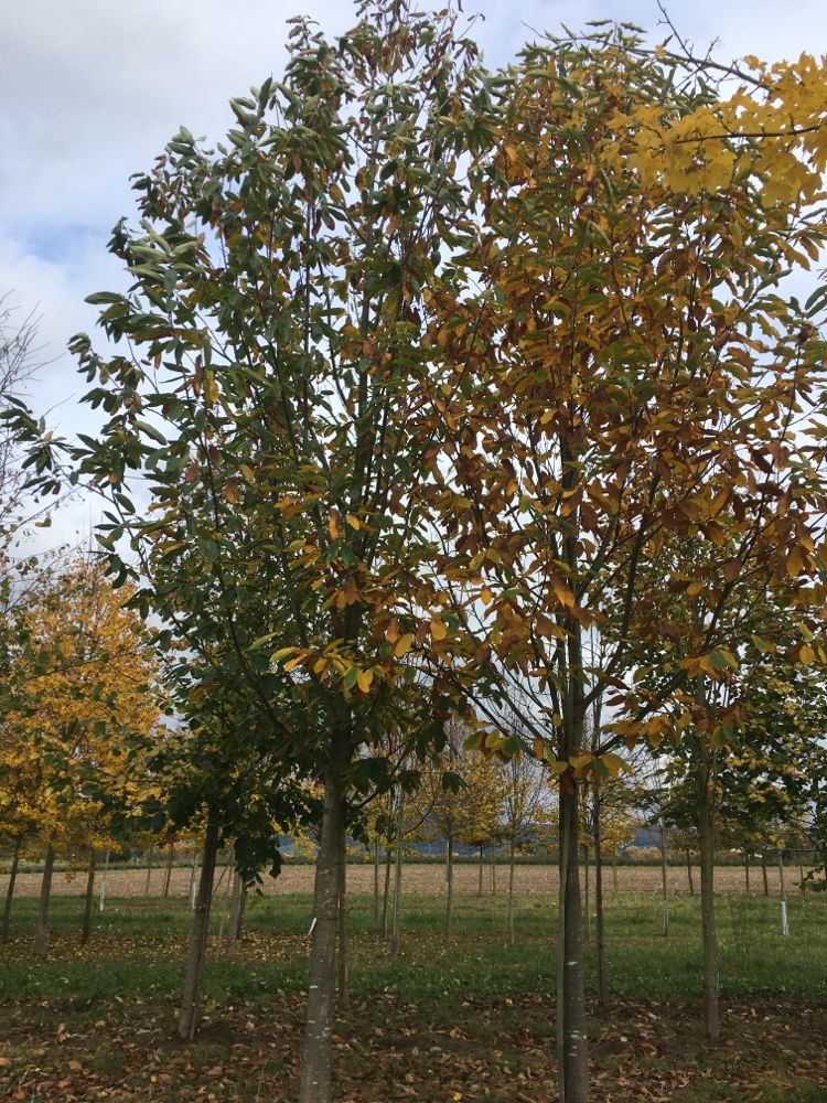 Castanea sativa Esskastanie