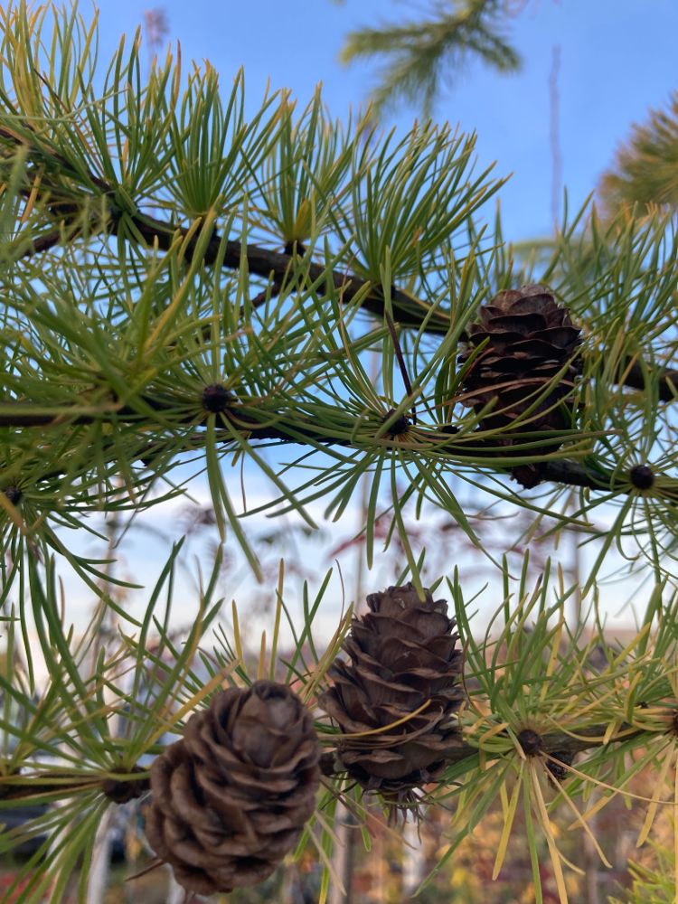 Larix decidua Europäische Lärche