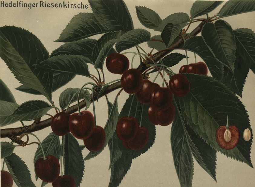 Prunus av.'Hedelfinger Riesenk.' CAC Süßkirsche 'Hedelfinger Riesenkirsche'7.KW