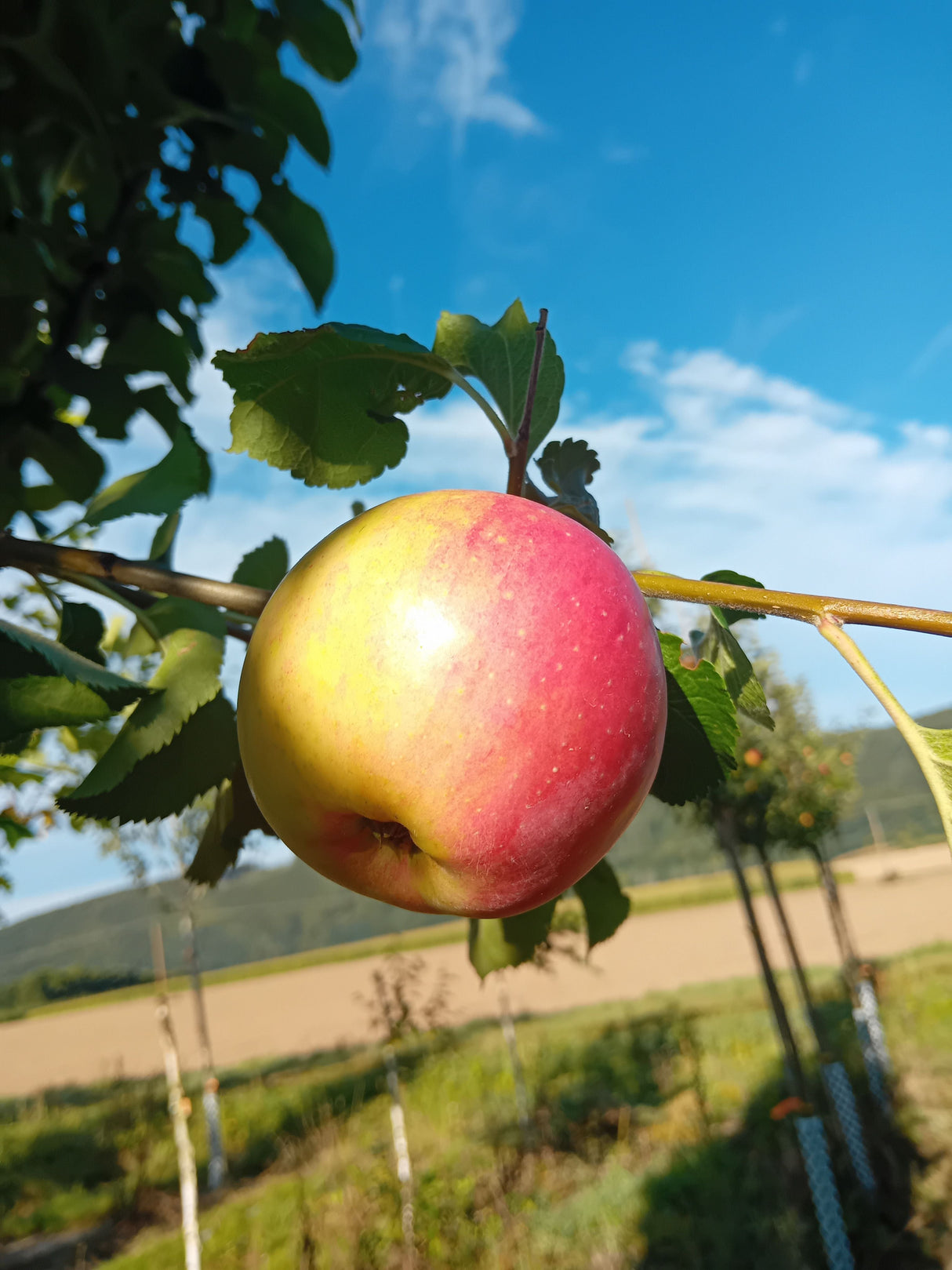 Malus 'Martens Sämling' CAC Apfel 'Martens Sämling'