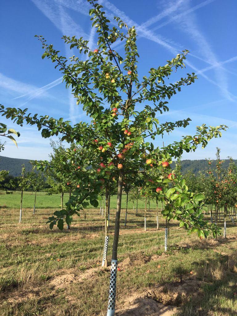 Malus 'Jakob Lebel' CAC Apfel 'Jakob Lebel' mittel