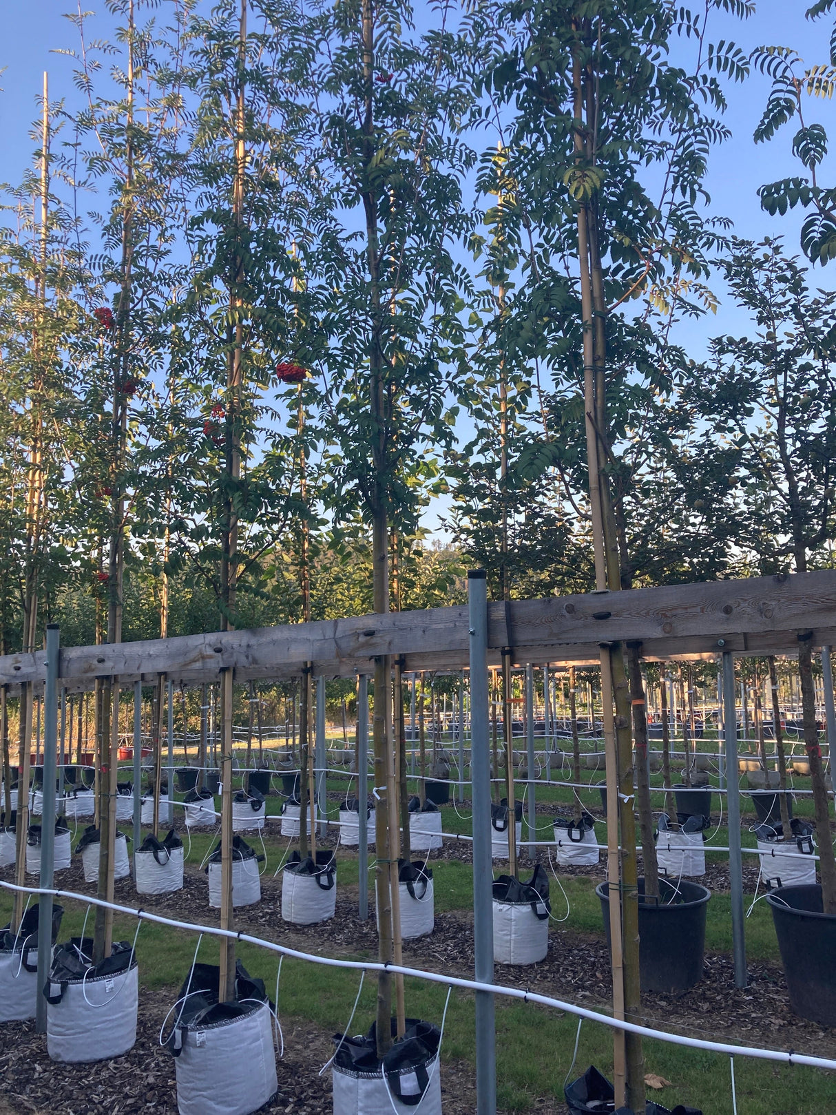 Sorbus aucuparia Gewöhnliche Eberesche