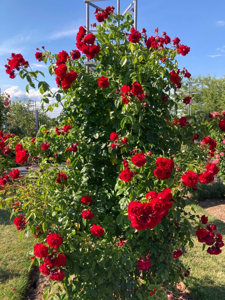 Rosa 'Belkanto' -R- KL Kletterrose 'Belkanto' -R-
