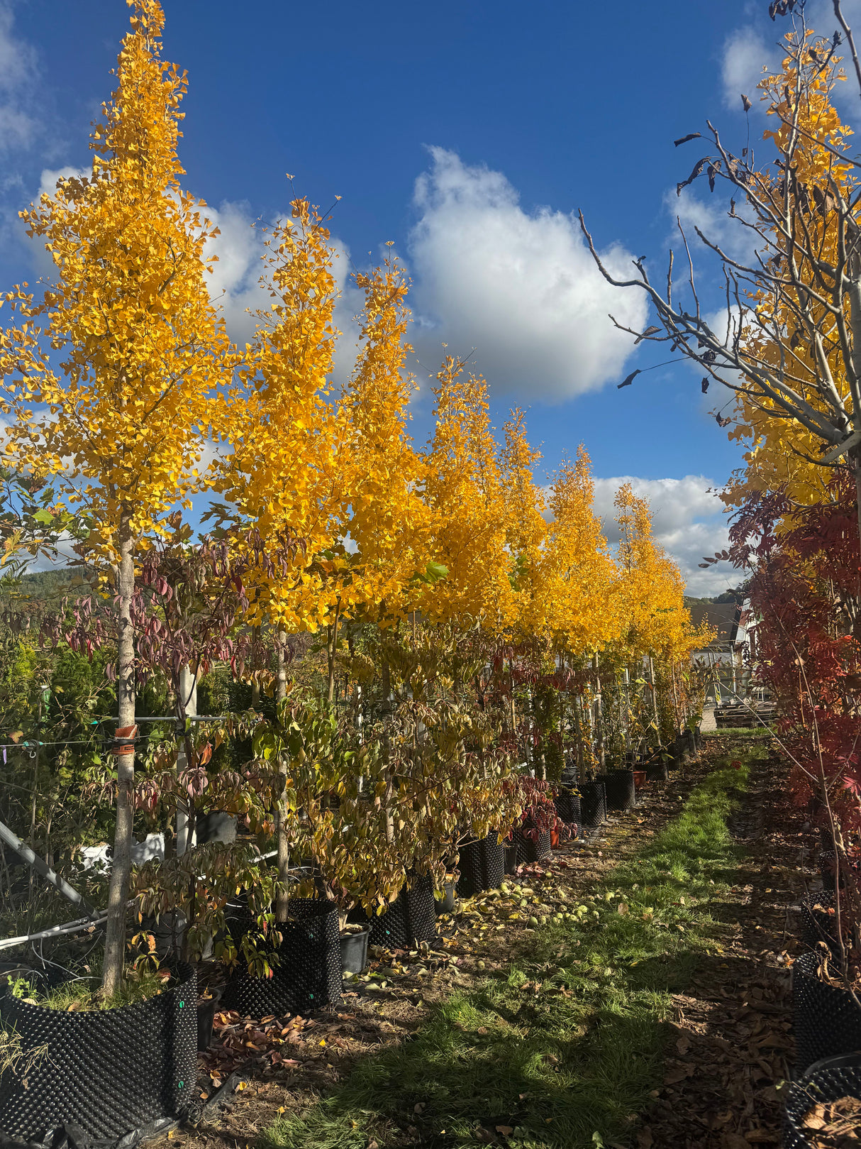 Ginkgo biloba 'Fastigiata' Säulen-Fächerblattbaum