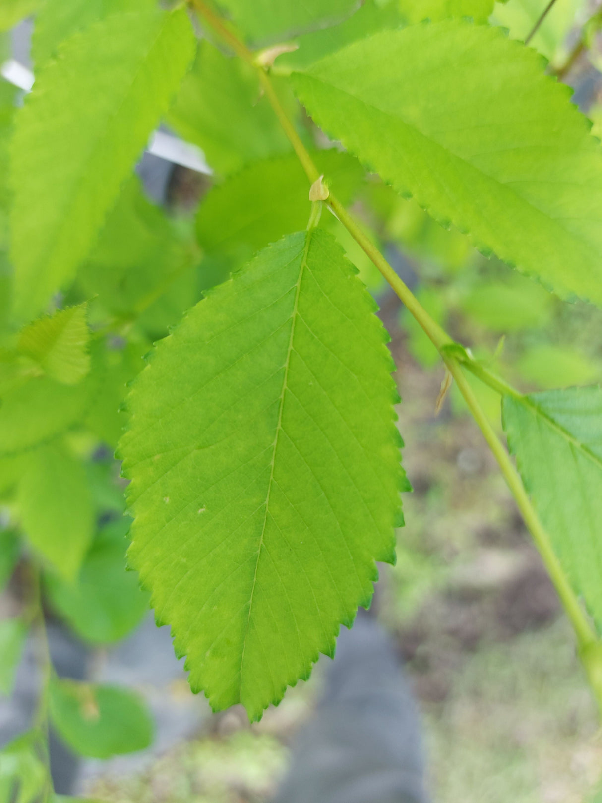 Ulmus carpinifolia Feldulme