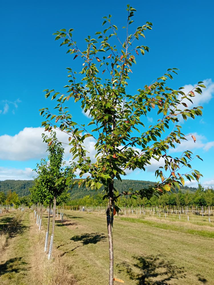 Prunus av.'Kordia' CAC Süßkirsche 'Kordia' 6.KW