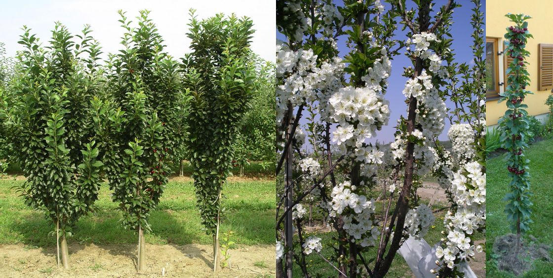 Prunus cer.'Jachim' -S- CAC Sauerkirsche 'Jachim'