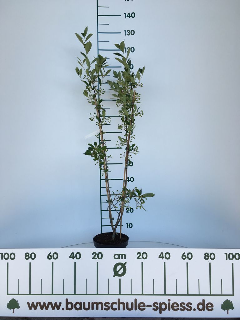 Aronia prunifolia 'Nero' Apfelbeere 'Nero'