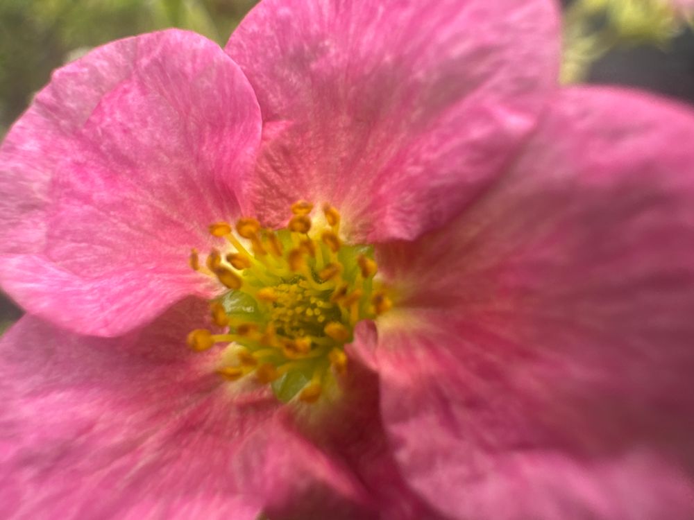 Potentilla fruticosa 'Bellissima' -R- Fingerstrauch 'Bellisima' -R-
