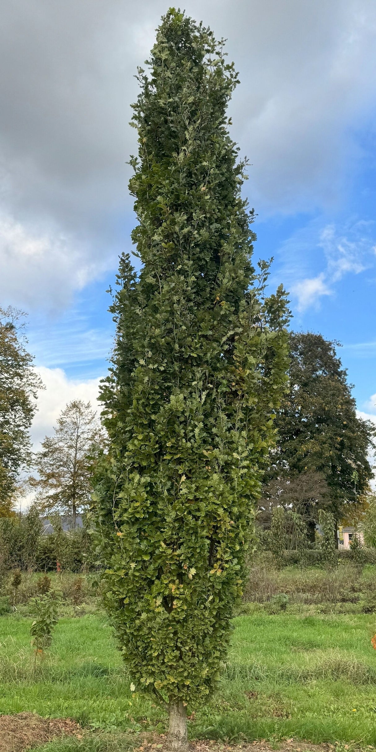 Quercus robur 'Fastigiata Koster' Säuleneiche